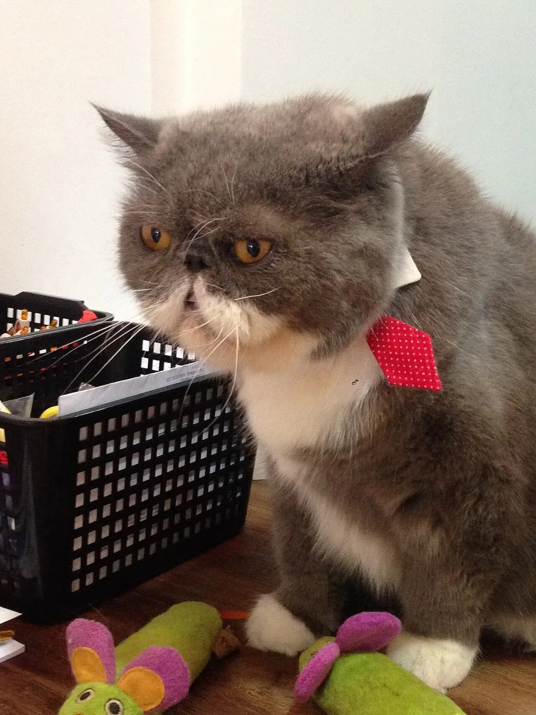 Exotic Shorthair gris et blanc au poil court et dense, joues pleines et museau écrasé