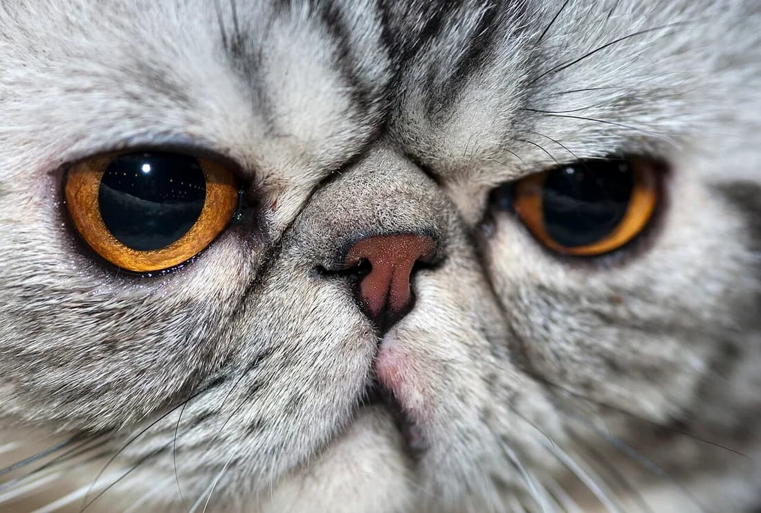 Gros plan sur la face d'un Exotic Shorthair, le nez placé haut entre les yeux