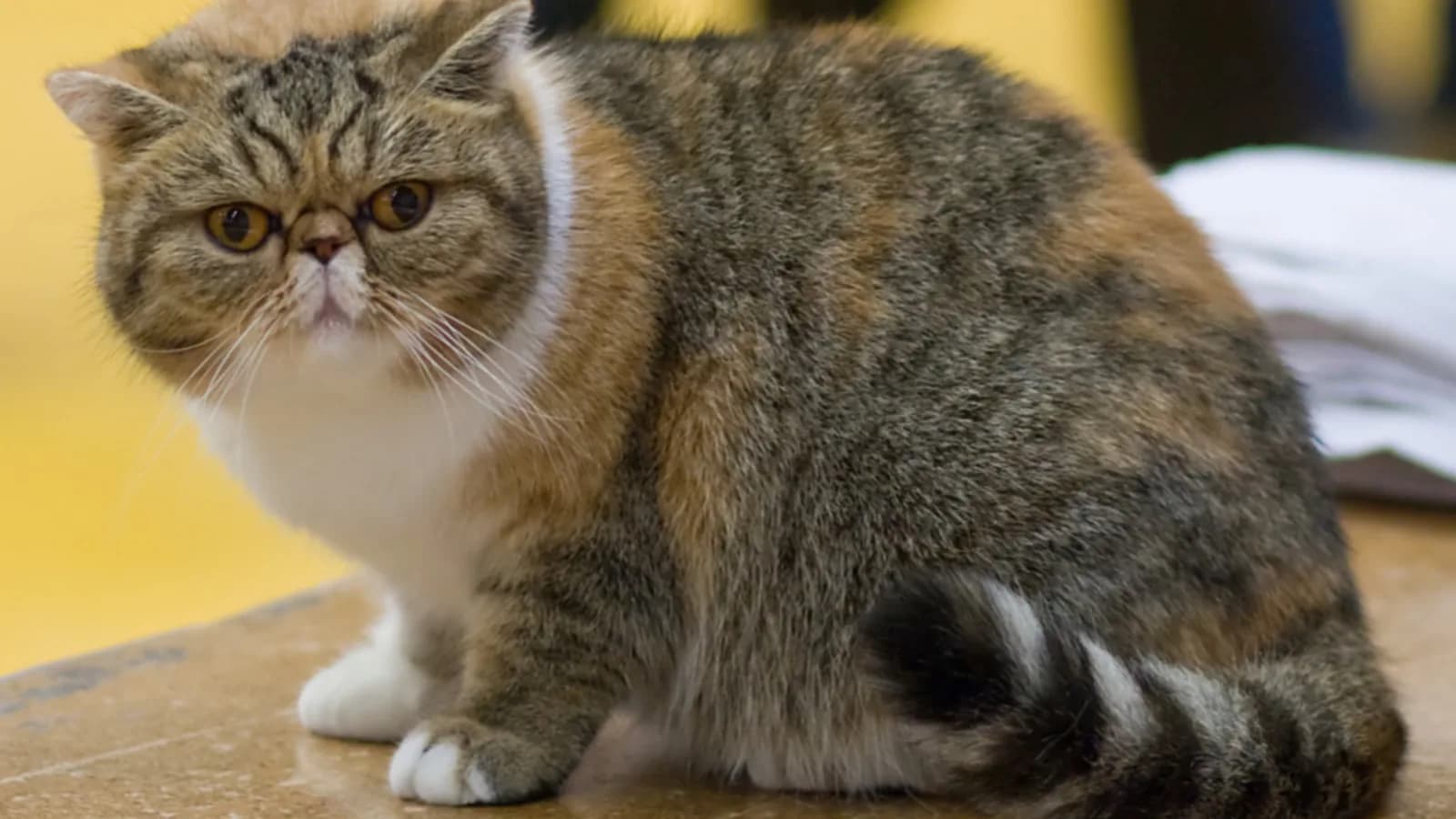 Exotic Shorthair au visage rond et au poil court dense