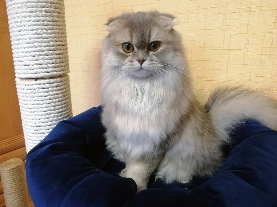 Highland Fold crème sur un arbre à chat, collerette fournie et oreilles pliées