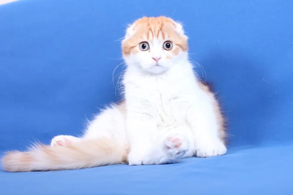 Chaton Highland Fold roux et blanc sur fond bleu, oreilles déjà repliées