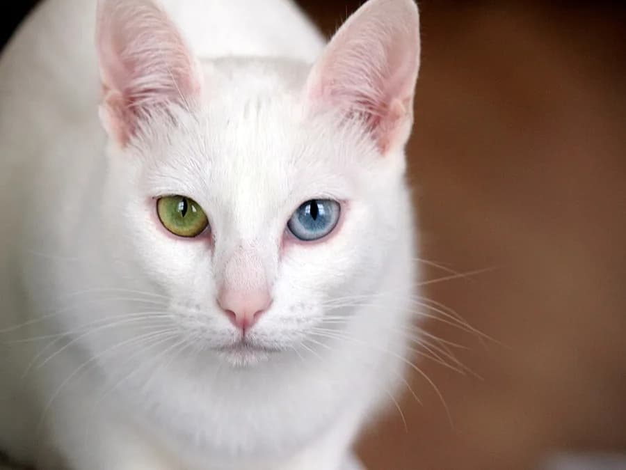Portrait de Khao Manee, robe blanche immaculée et regard dépareillé