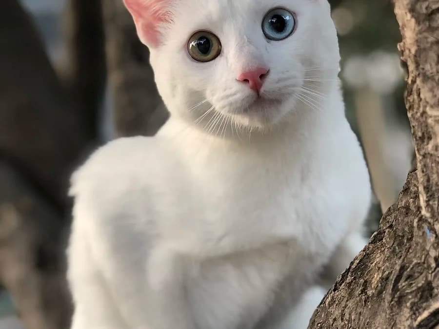 Khao Manee de face, yeux vairons très contrastés sur une fourrure entièrement blanche