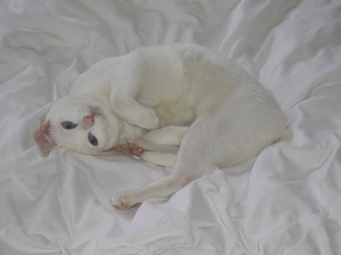 Chaton Khao Manee endormi sur un drap blanc, les yeux encore bleus