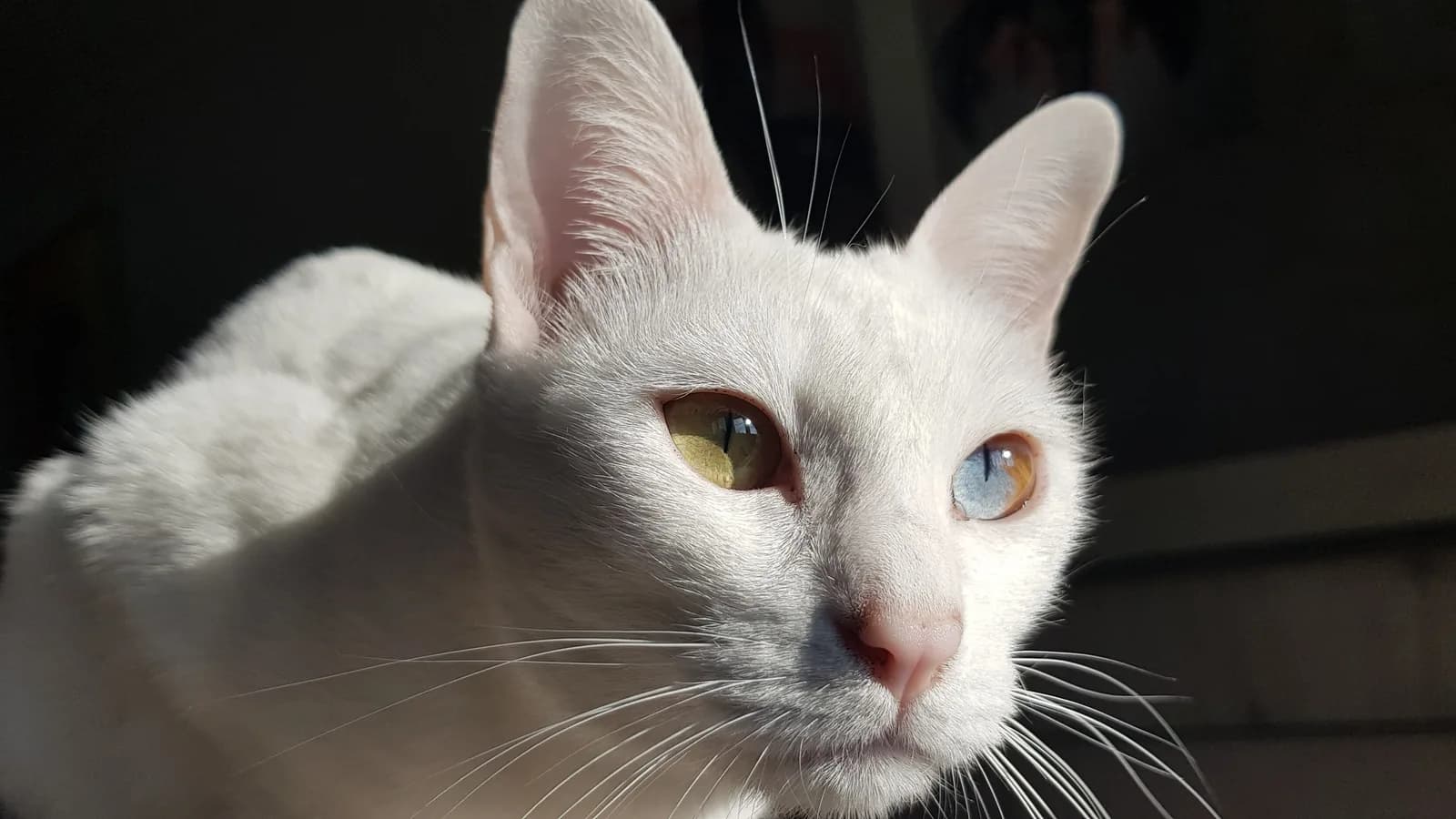 Chat Khao Manee blanc aux yeux vairons