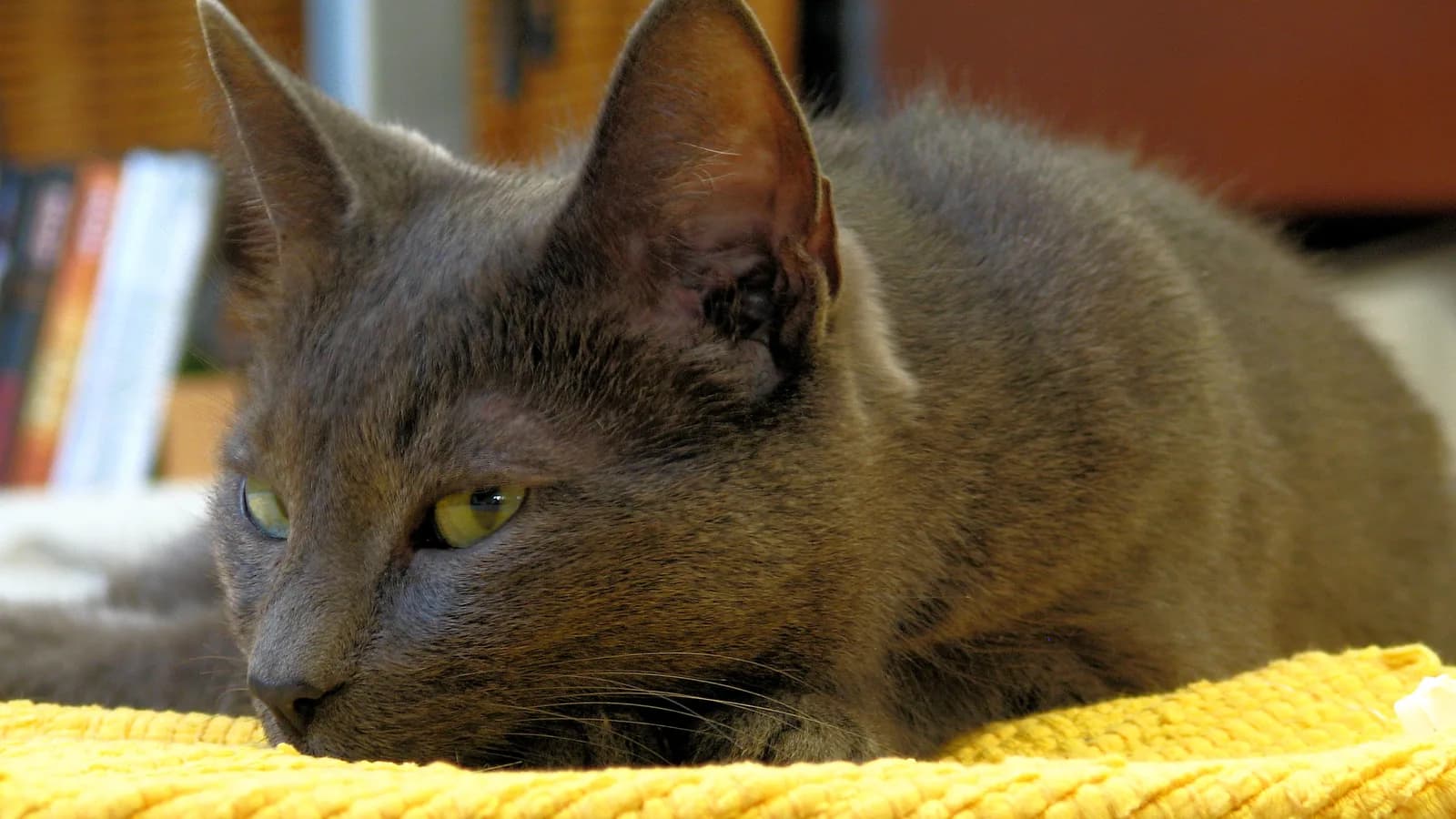 Chat Korat au pelage bleu-gris lustré et aux yeux verts