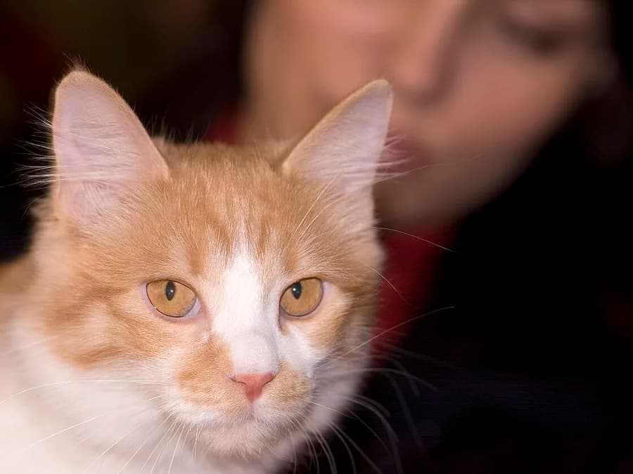 Kurilian Bobtail roux et blanc de face, oreilles larges et regard ambré