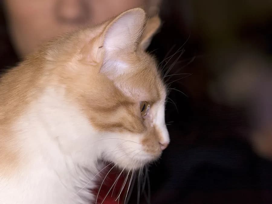 Kurilian Bobtail de profil, museau puissant et poil mi-long