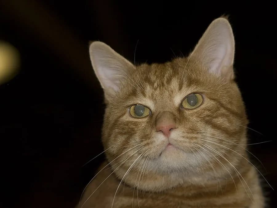 Kurilian Bobtail roux de face, joues pleines et expression placide