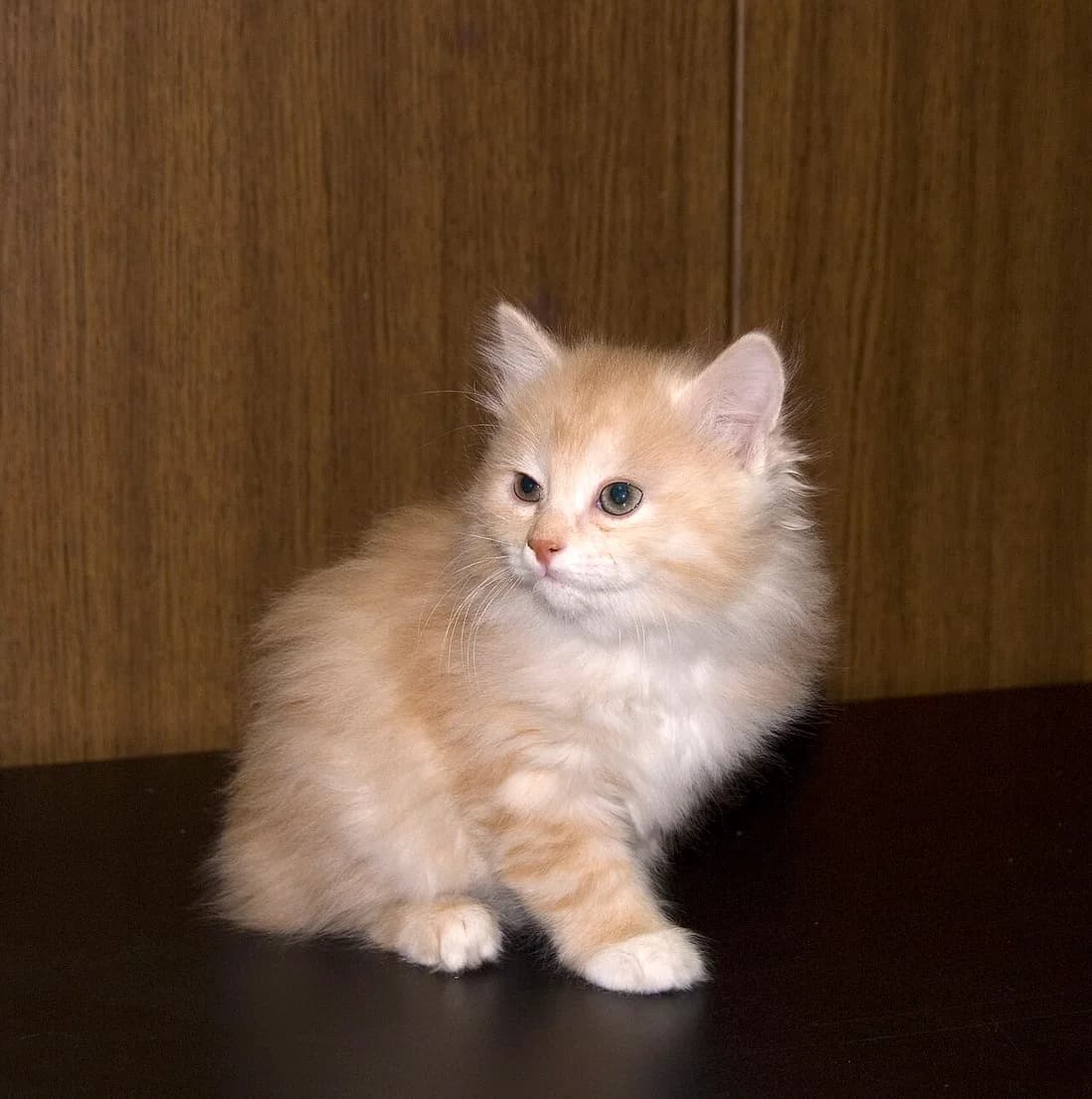 Chaton Kurilian Bobtail assis, la queue déjà réduite à un court pompon