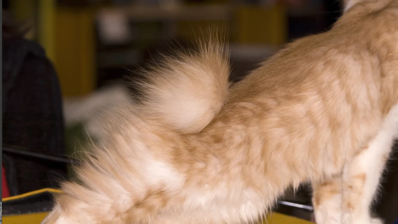 Kurilian Bobtail à la queue en pompon