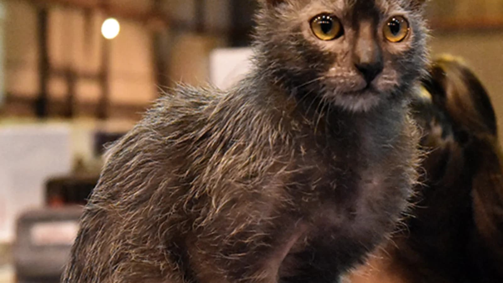 Lykoi au pelage clairsemé poivre et sel, dit chat loup-garou