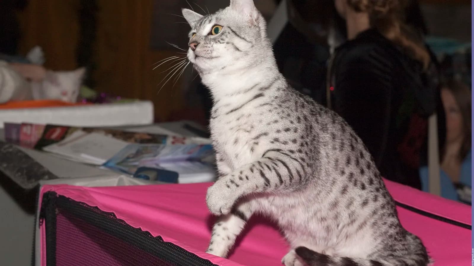 Mau égyptien spotted tabby aux yeux verts