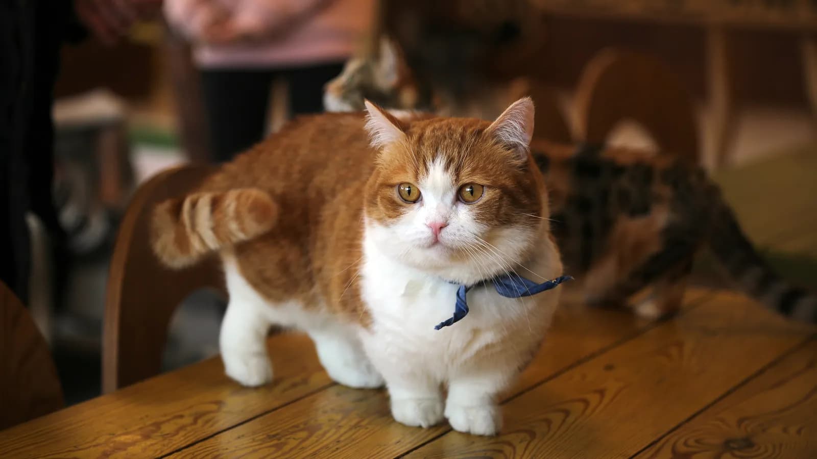 Chat Munchkin aux pattes courtes debout sur ses membres arrière