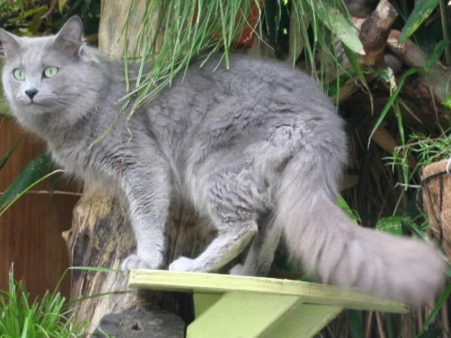 Nebelung debout, corps élancé et fourrure dense typique de ce sibérien du brouillard