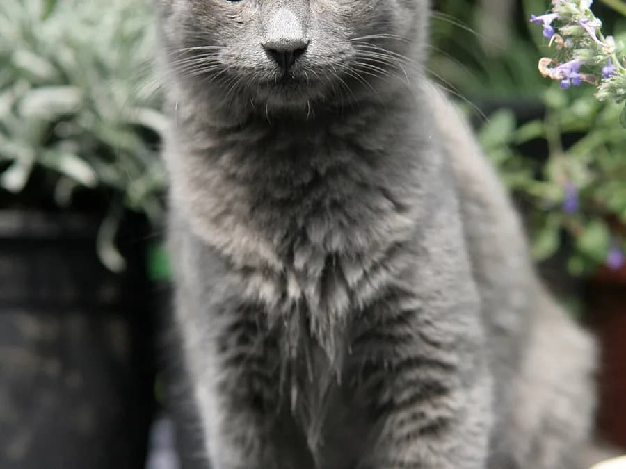 Portrait de nebelung aux yeux verts, collerette et culotte bien fournies