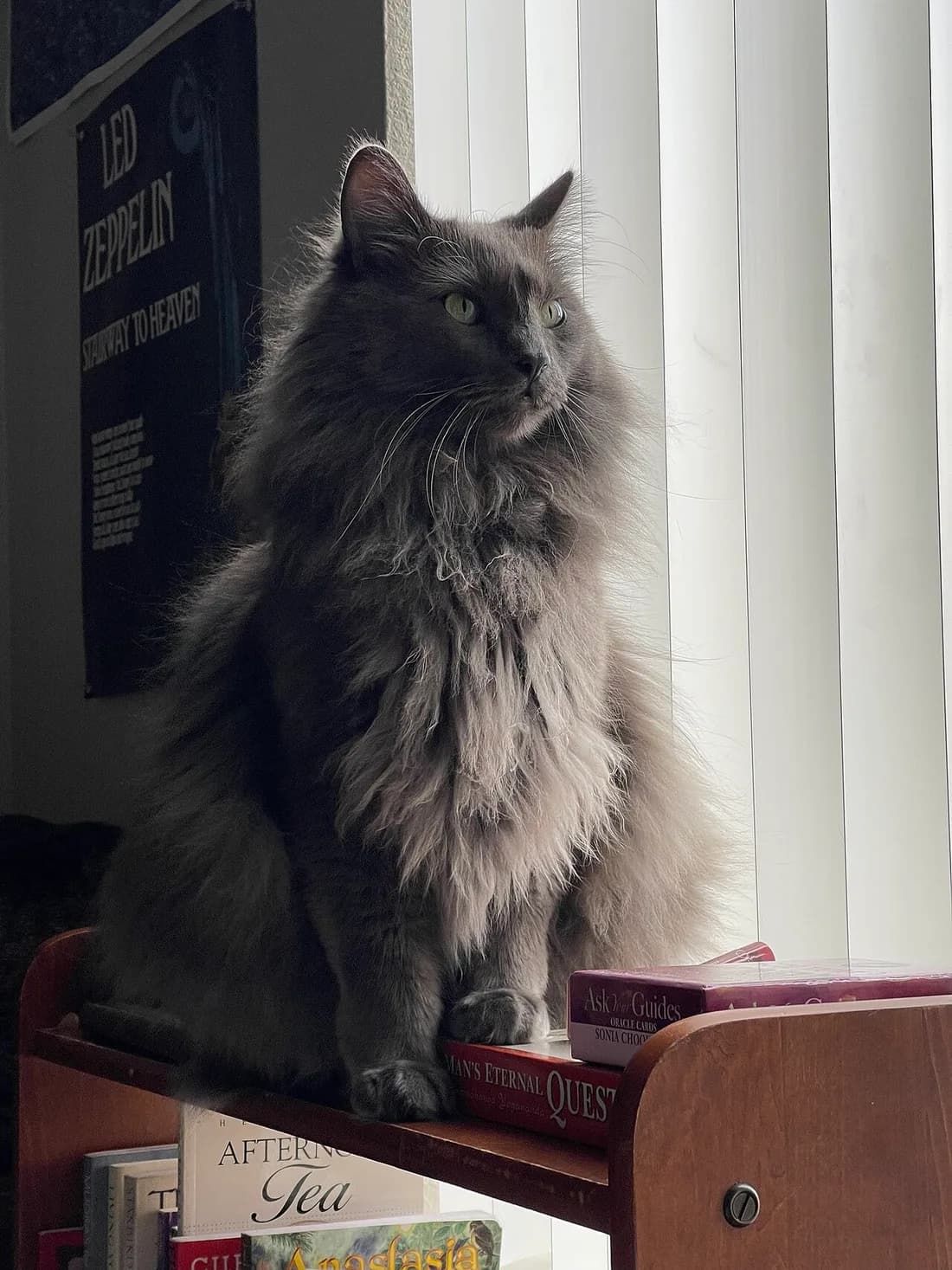 Nebelung assis en hauteur, longue fourrure bleue et queue en panache