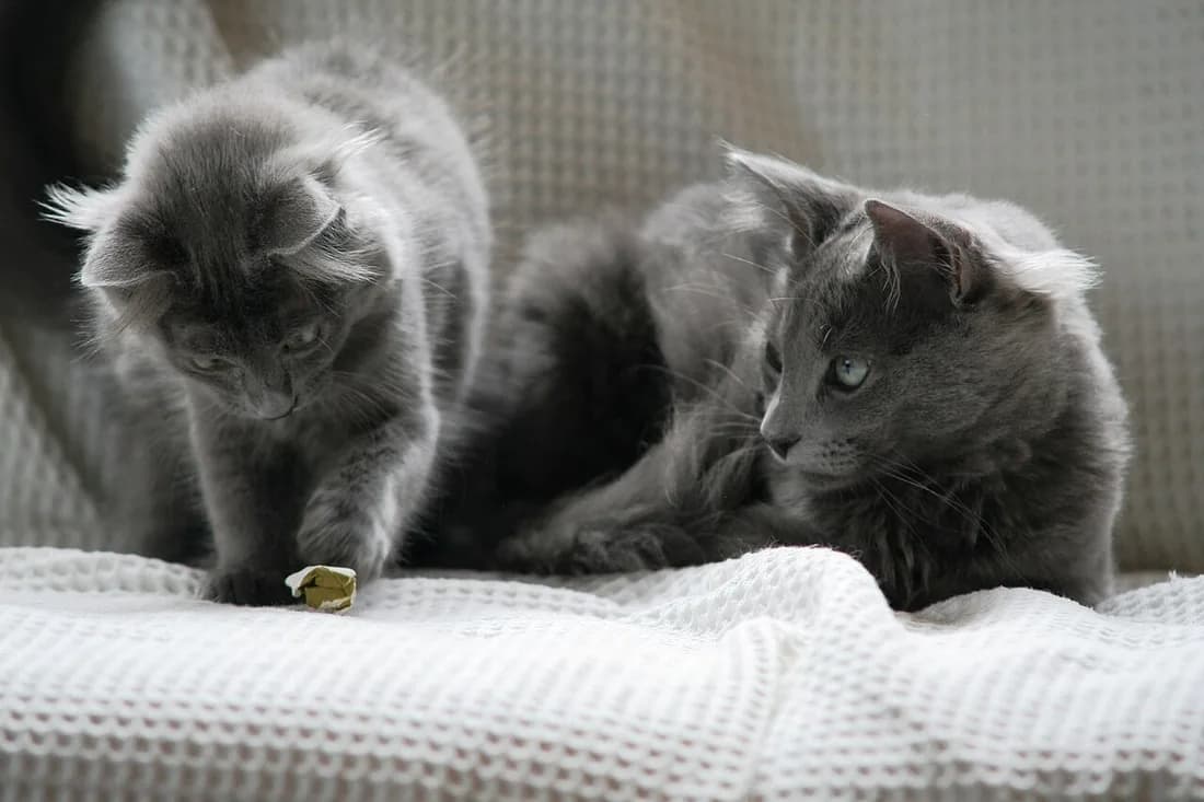Nebelung couché sur un plaid clair, poil long uniformément bleu jusqu'aux extrémités