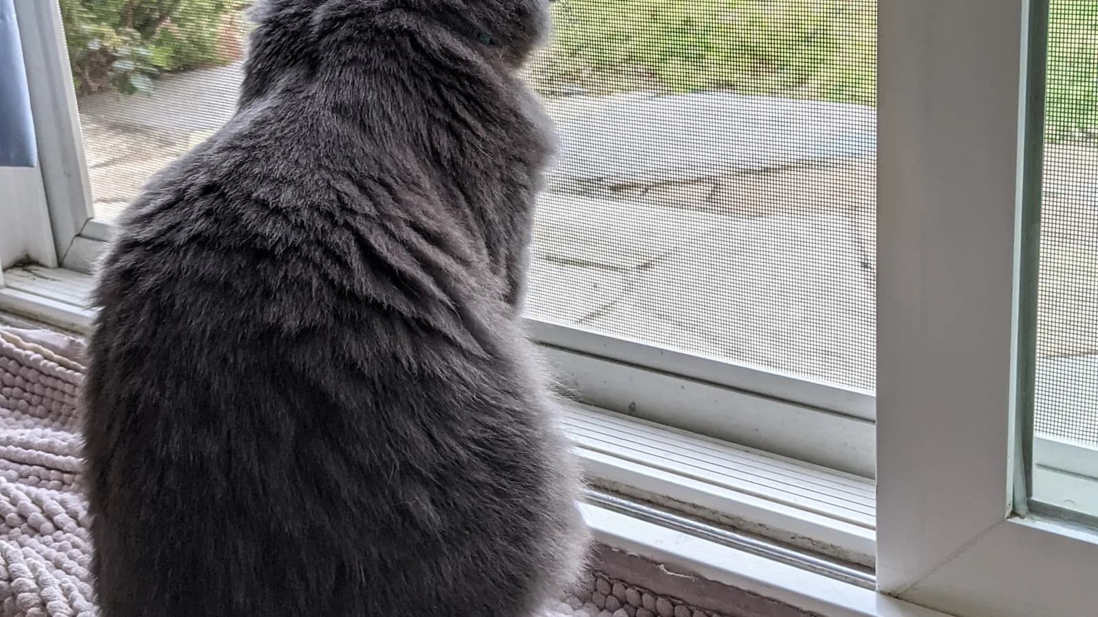Chat Nebelung bleu à poil mi-long aux reflets argentés