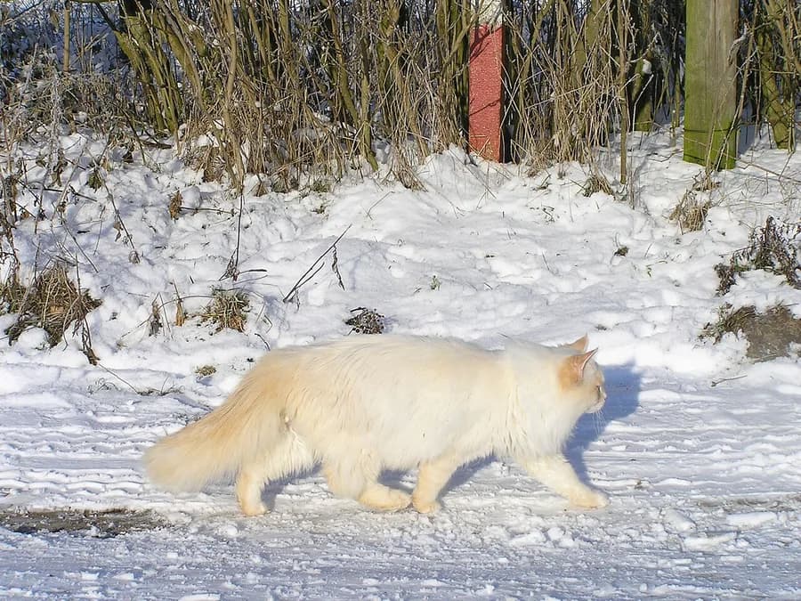 Neva Masquerade marchant dans la neige, fourrure dense héritée du sibérien