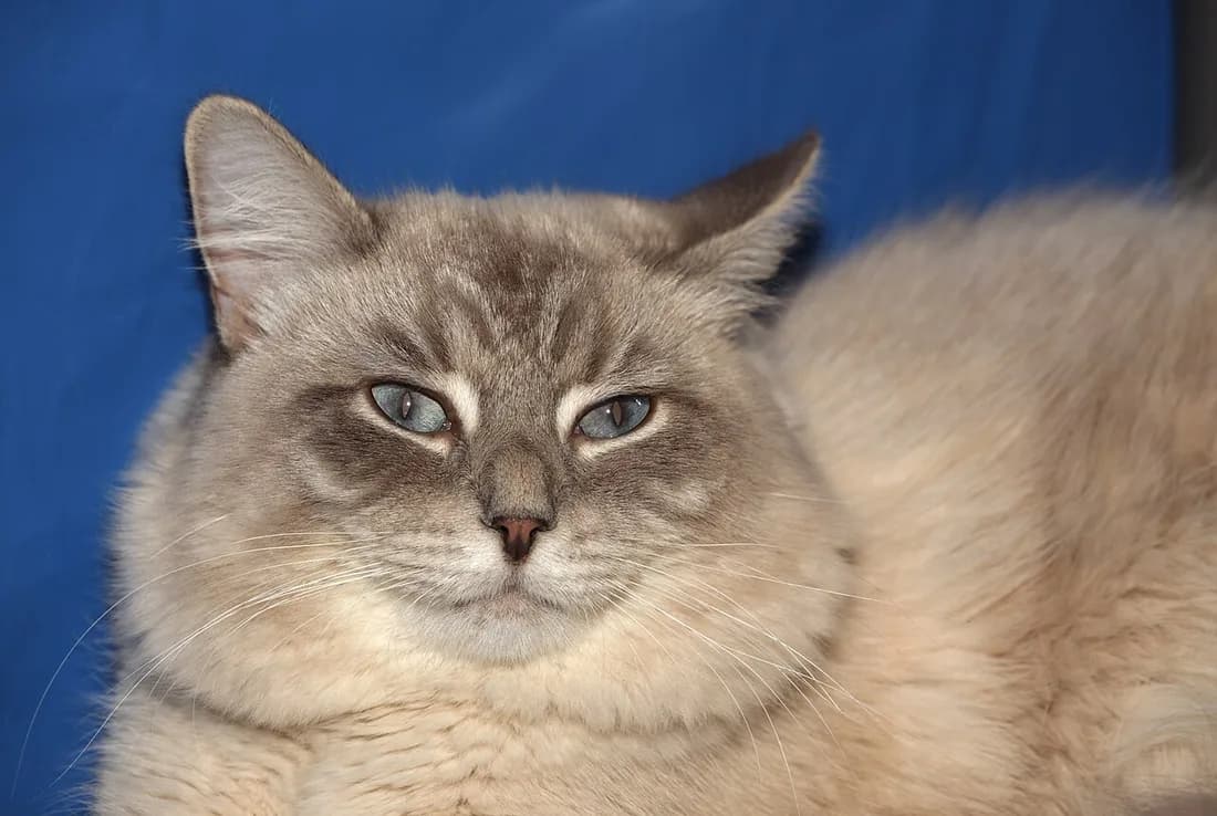 Portrait de Neva Masquerade, masque brun sur fond crème et grands yeux bleus