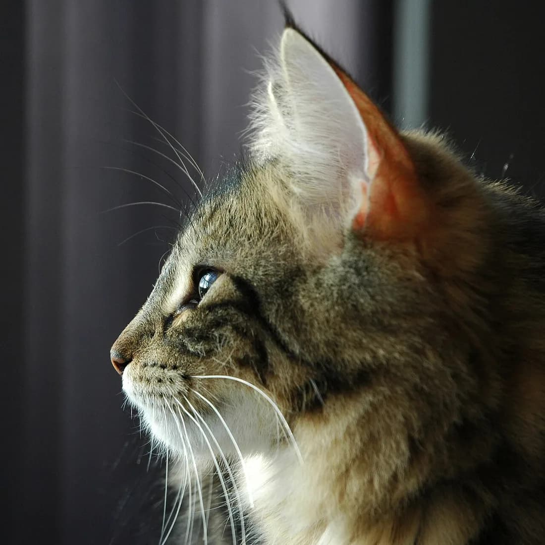 Chat des forêts norvégiennes brown tabby de profil, long poil dense et houppes aux oreilles sur fond sombre