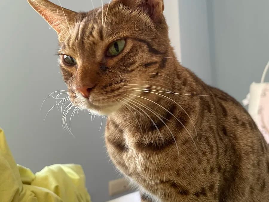 Ocicat fauve aux taches sombres alignées sur les flancs, assis de profil