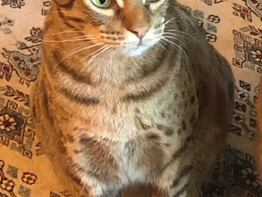 Ocicat assis sur un tapis, robe tachetée et musculature puissante