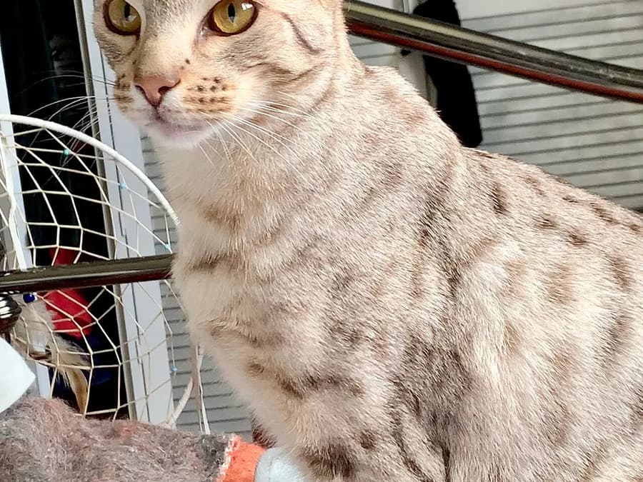 Ocicat argenté aux taches contrastées, debout près d'un panier