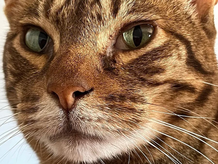 Gros plan sur la face d'un ocicat, yeux verts en amande et marques du front