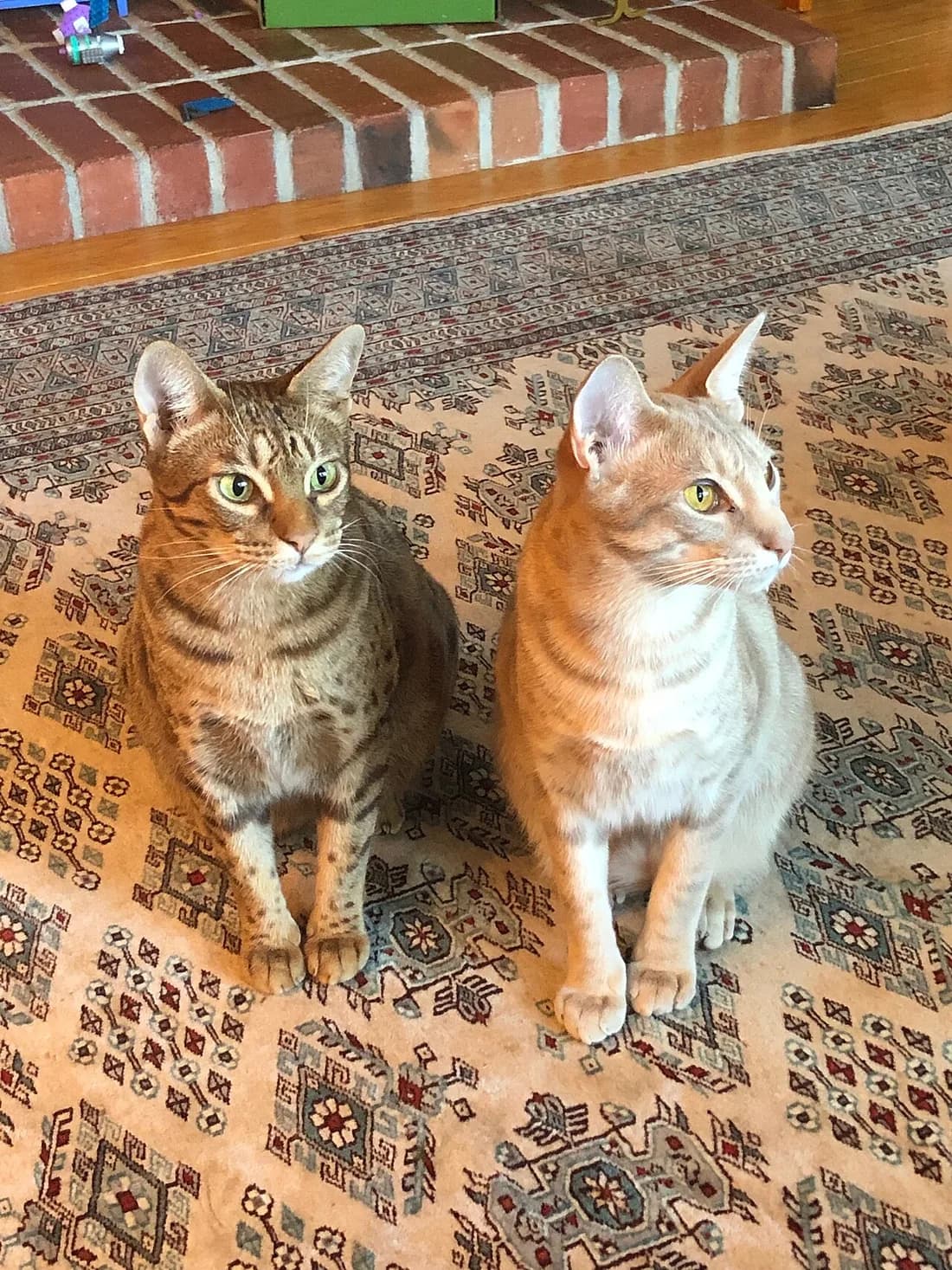 Deux ocicats assis côte à côte, l'un fauve et l'autre plus roux, taches nettes sur tout le corps