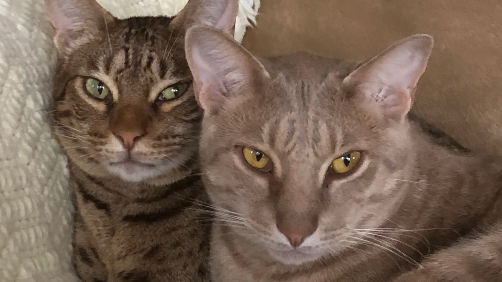 Ocicat au pelage tacheté façon petit ocelot