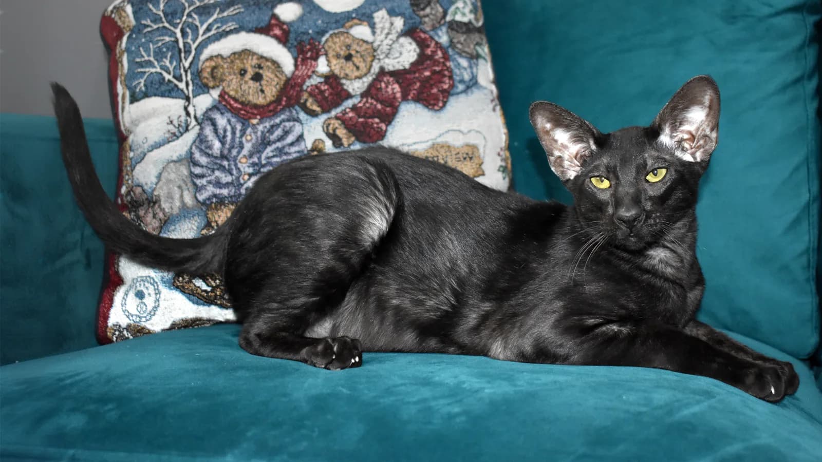 Chat Oriental noir au corps élancé et aux grandes oreilles