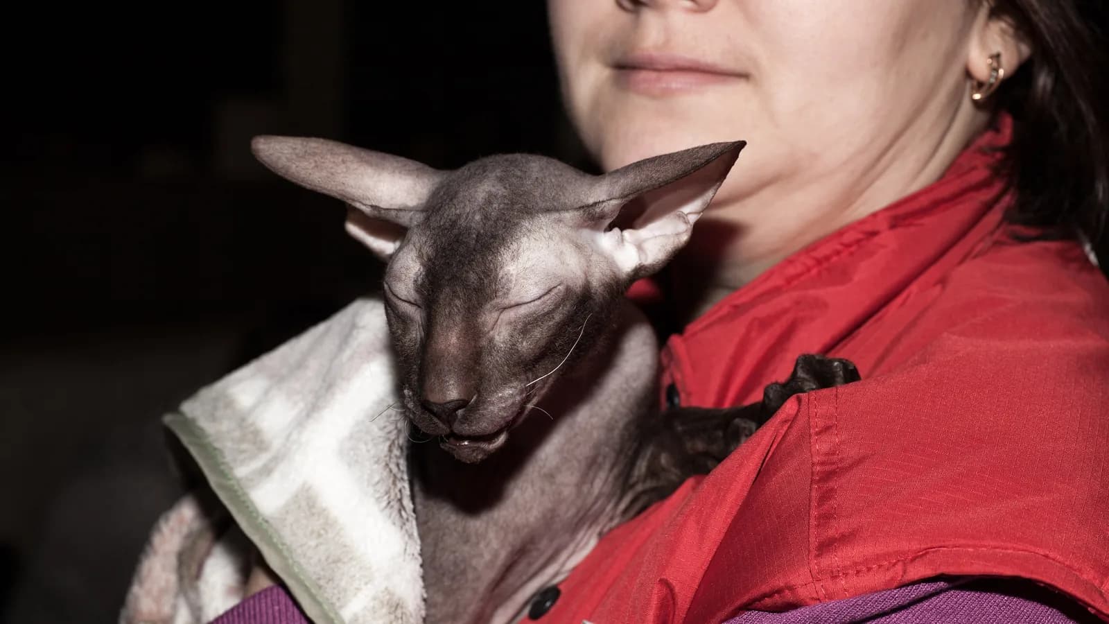 Chat Peterbald nu à la silhouette orientale