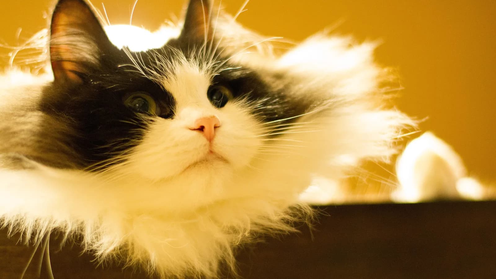 Ragamuffin à poil mi-long, grand chat très doux