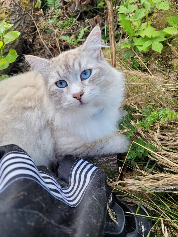 Sacré de Birmanie aux points clairs et au regard bleu