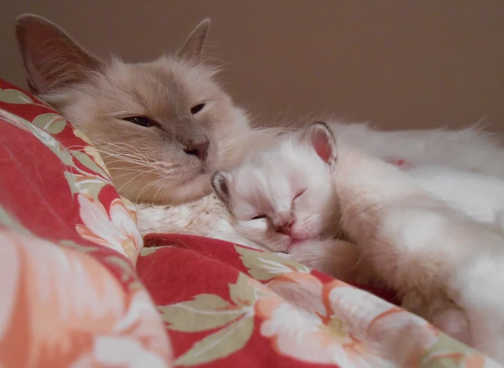 Chatte Sacré de Birmanie et son chaton