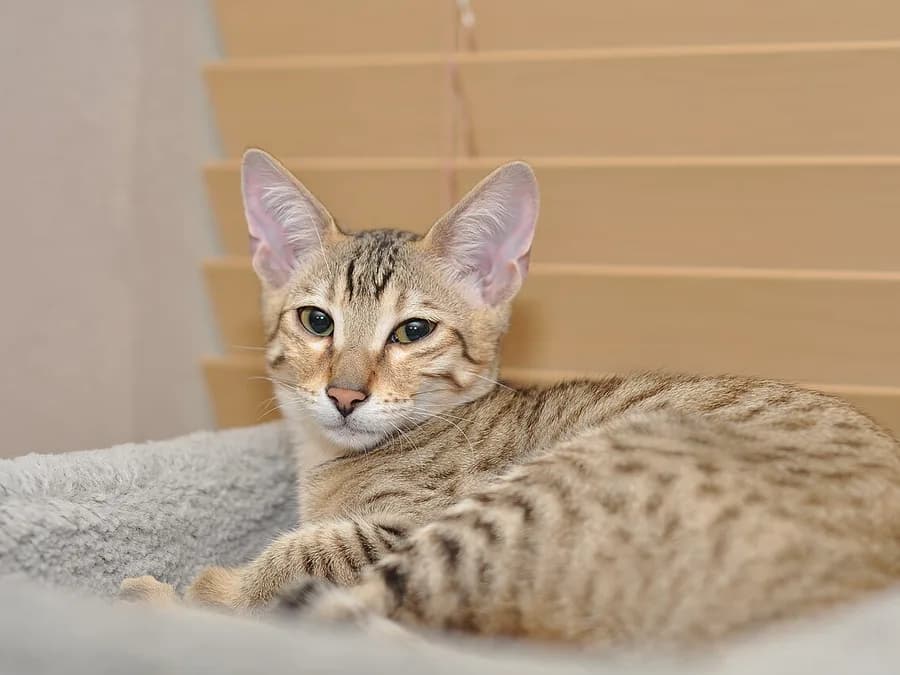 Jeune savannah couché sur un tapis clair, robe dorée tachetée de noir et longues pattes fines