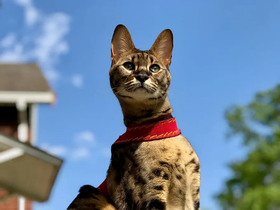 Savannah debout en extérieur, harnais rouge, silhouette haute sur pattes qui se détache sur le ciel