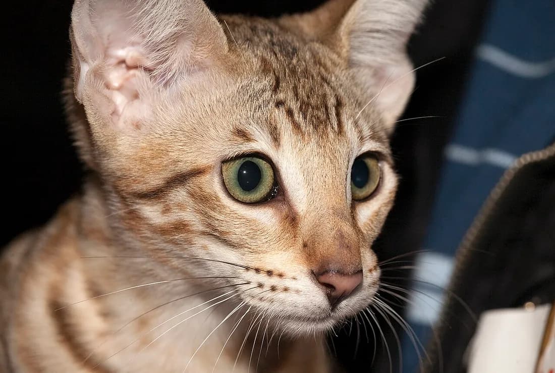 Portrait de savannah de face, grandes oreilles arrondies, larmiers sombres et yeux verts