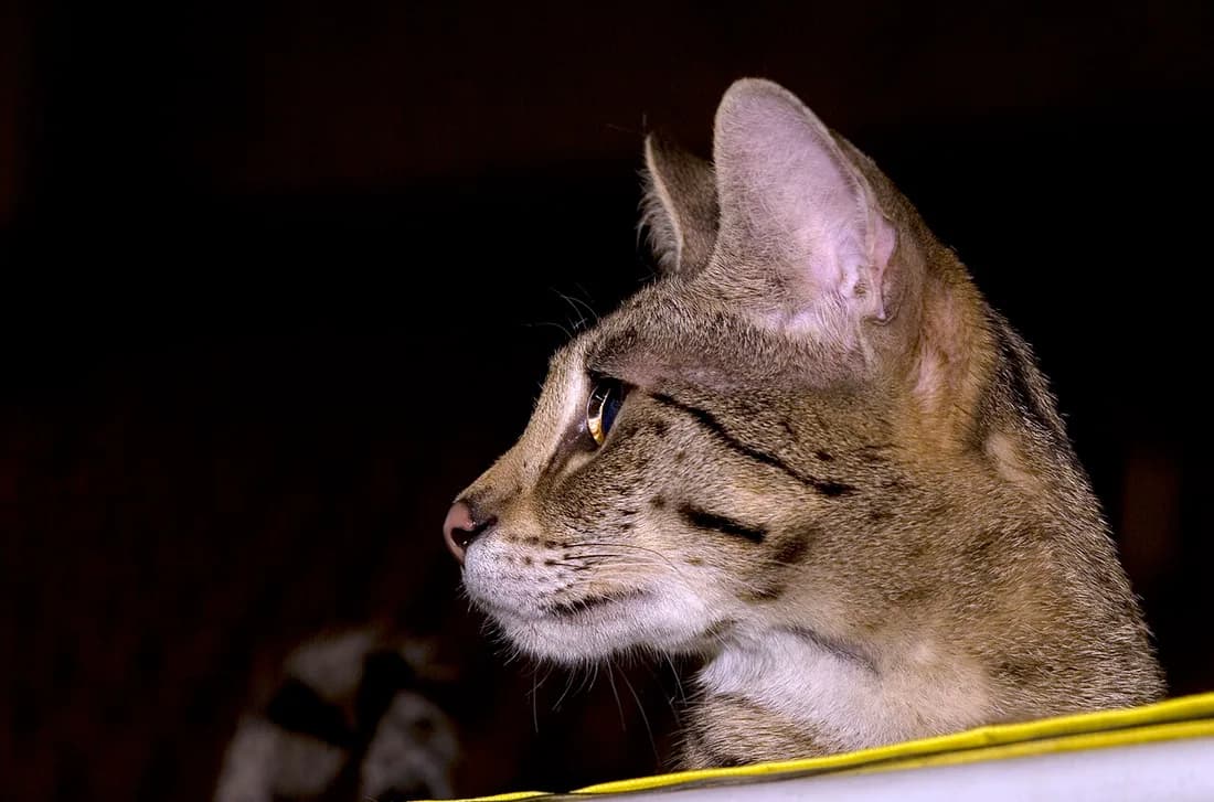 Savannah de profil, museau allongé et taches noires nettes sur fond doré