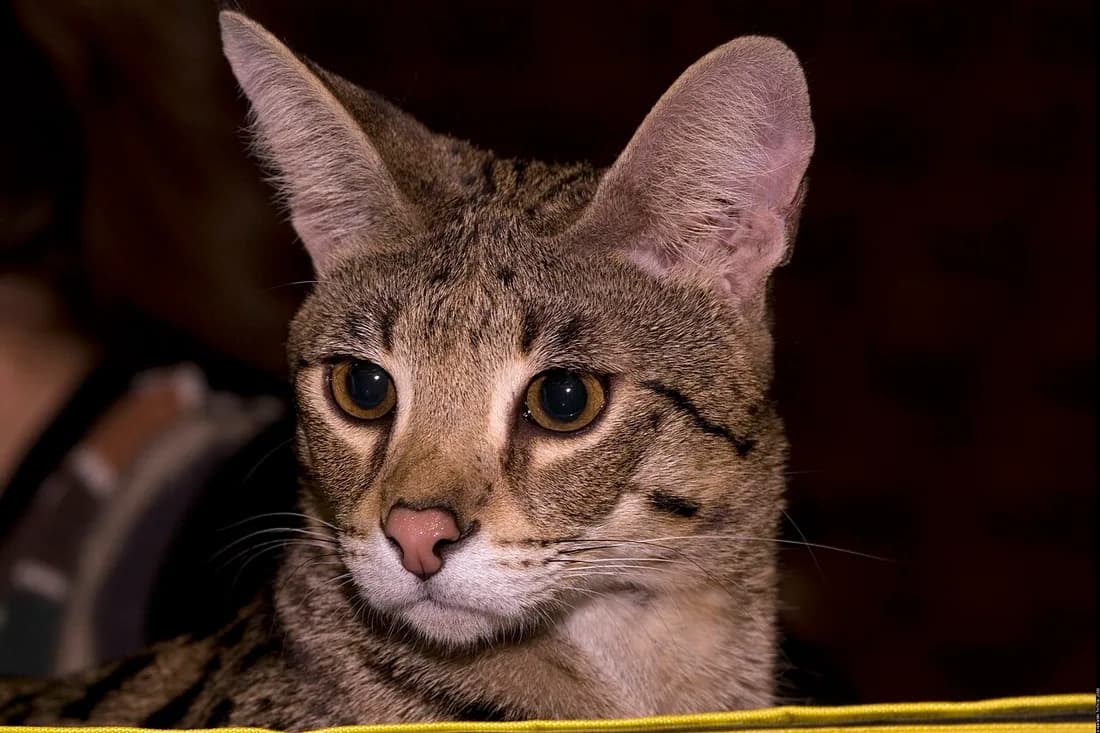 Savannah de face, très grandes oreilles bordées d ocelles clairs, robe tachetée brun doré et regard ambré