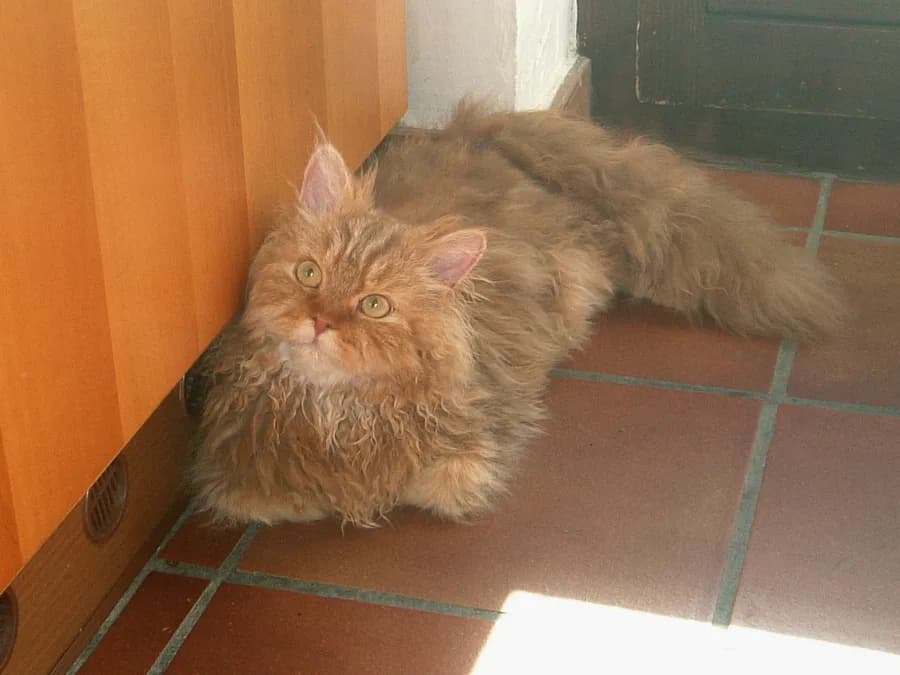 Selkirk Rex roux couché sur un carrelage, boucles marquées sur tout le corps