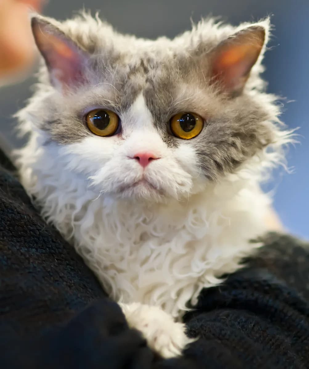 Portrait de Selkirk Rex gris et blanc, boucles serrées autour du cou et moustaches frisées