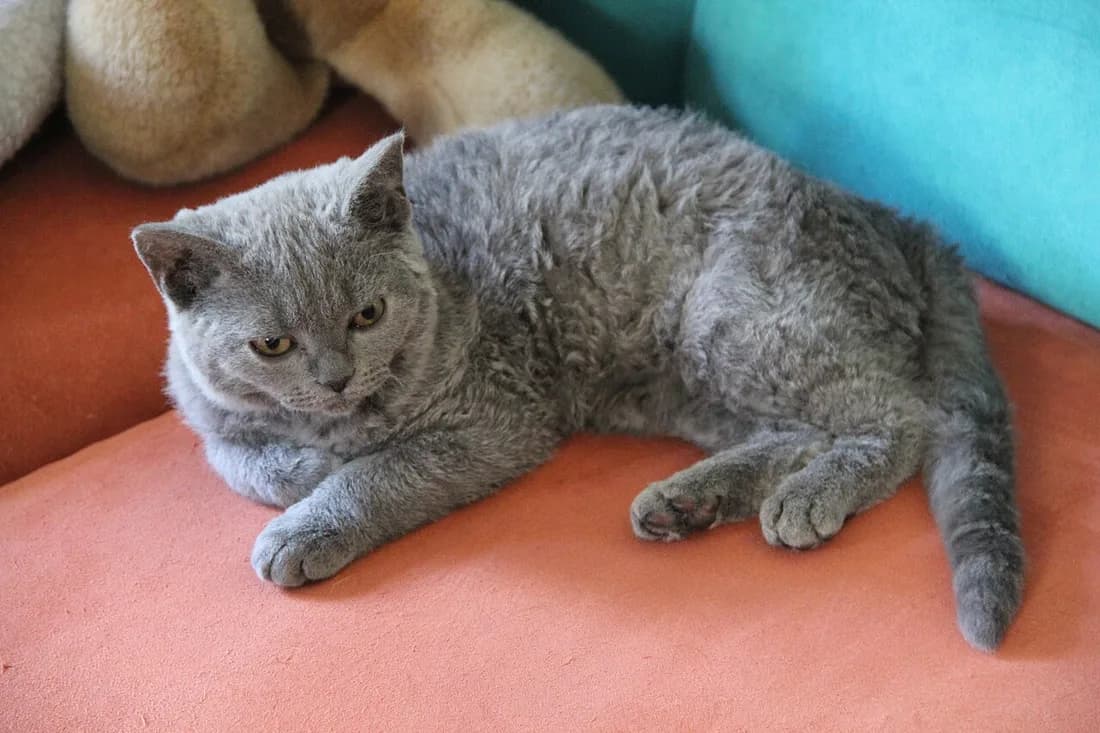 Selkirk Rex bleu couché, le poil ondulé donnant l'aspect de mouton propre à la race