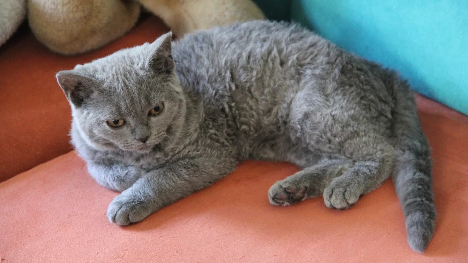 Selkirk Rex au pelage bouclé et laineux
