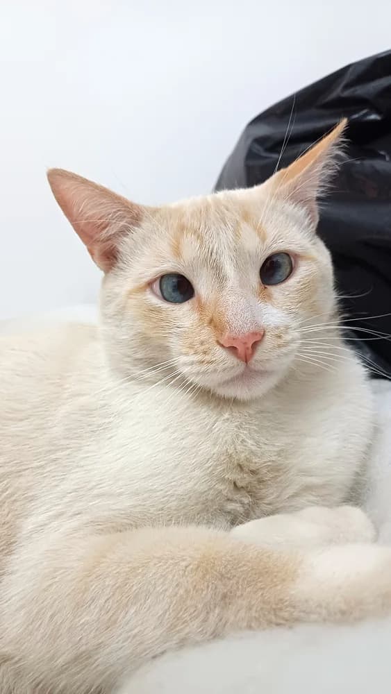 Chat siamois red point (flame point) aux extrémités rousses