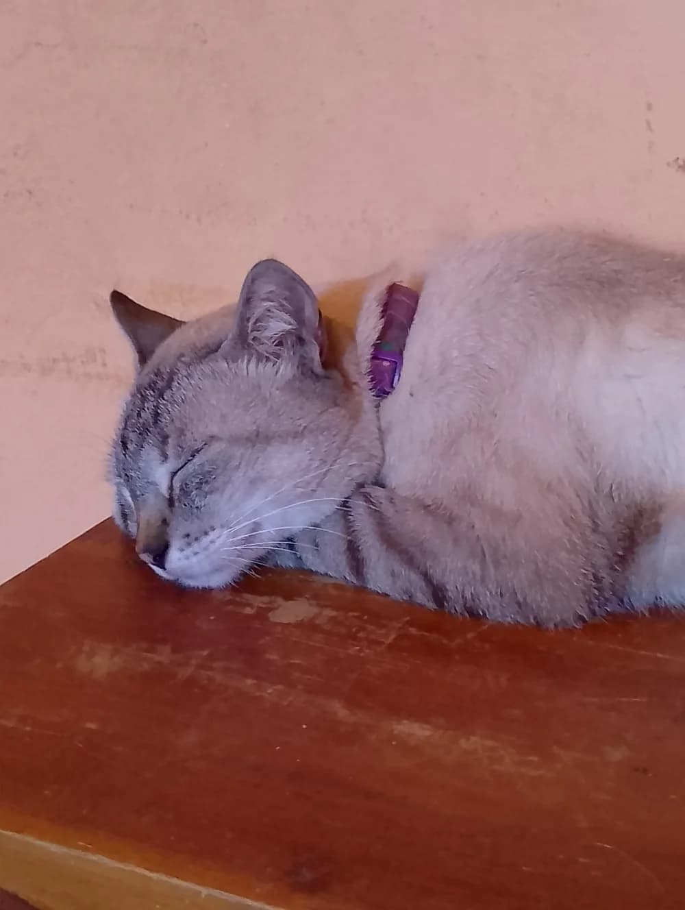 Chat siamois lynx point (tabby point) au repos