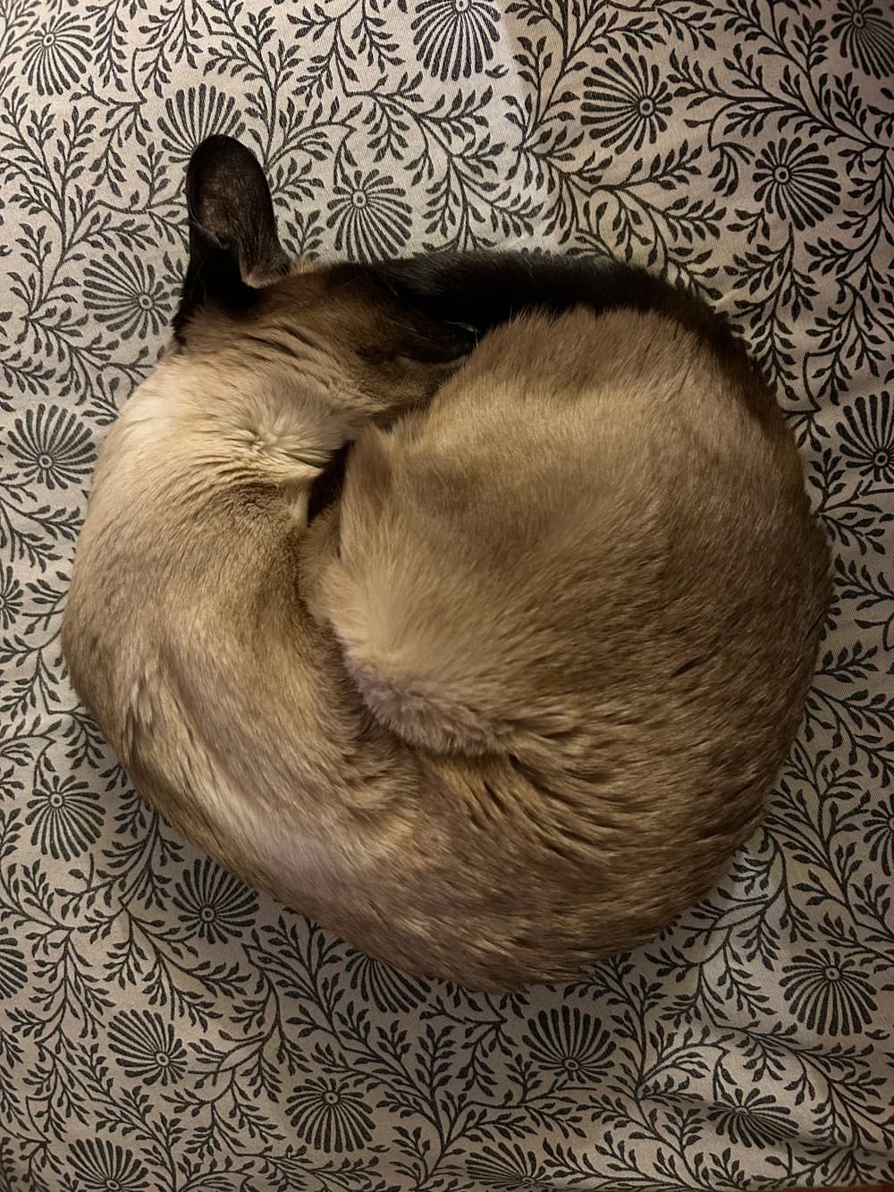 Chat siamois seal point de type traditionnel, lové