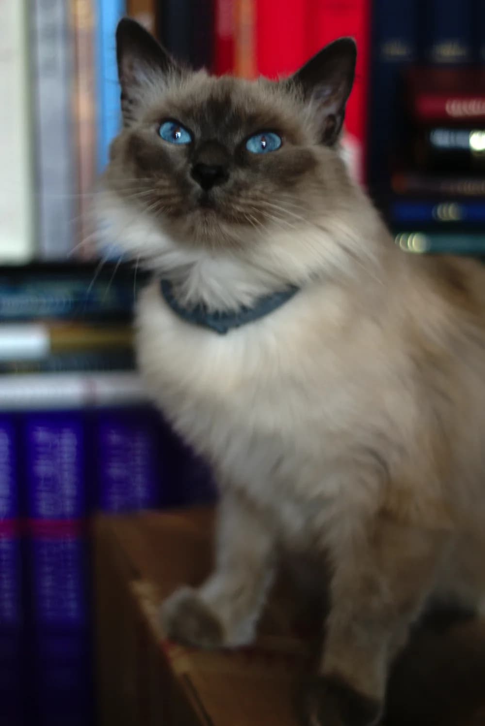 Chat siamois seal point aux yeux bleus